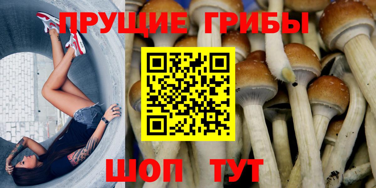 Галлюциногенные грибы Psilocybe Артём